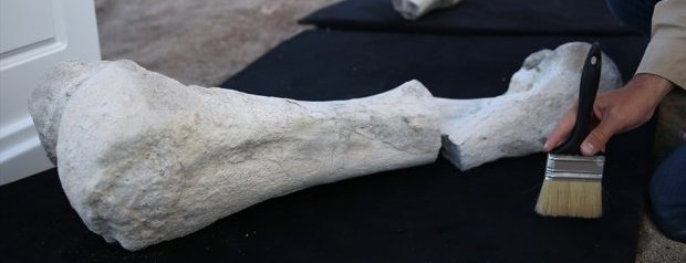 Kayseri`de 7,5 Milyon Yıllık Fosil Bulundu