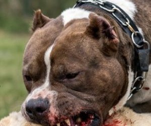 Pitbull Başka Bir Köpeğe Saldırdı