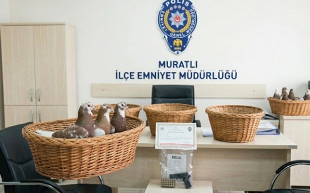 Muratlı’da Taklacı Güvercin Hırsızlığı Aydınlatıldı