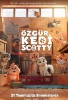 Özgür Kedi Scotty - Scotty